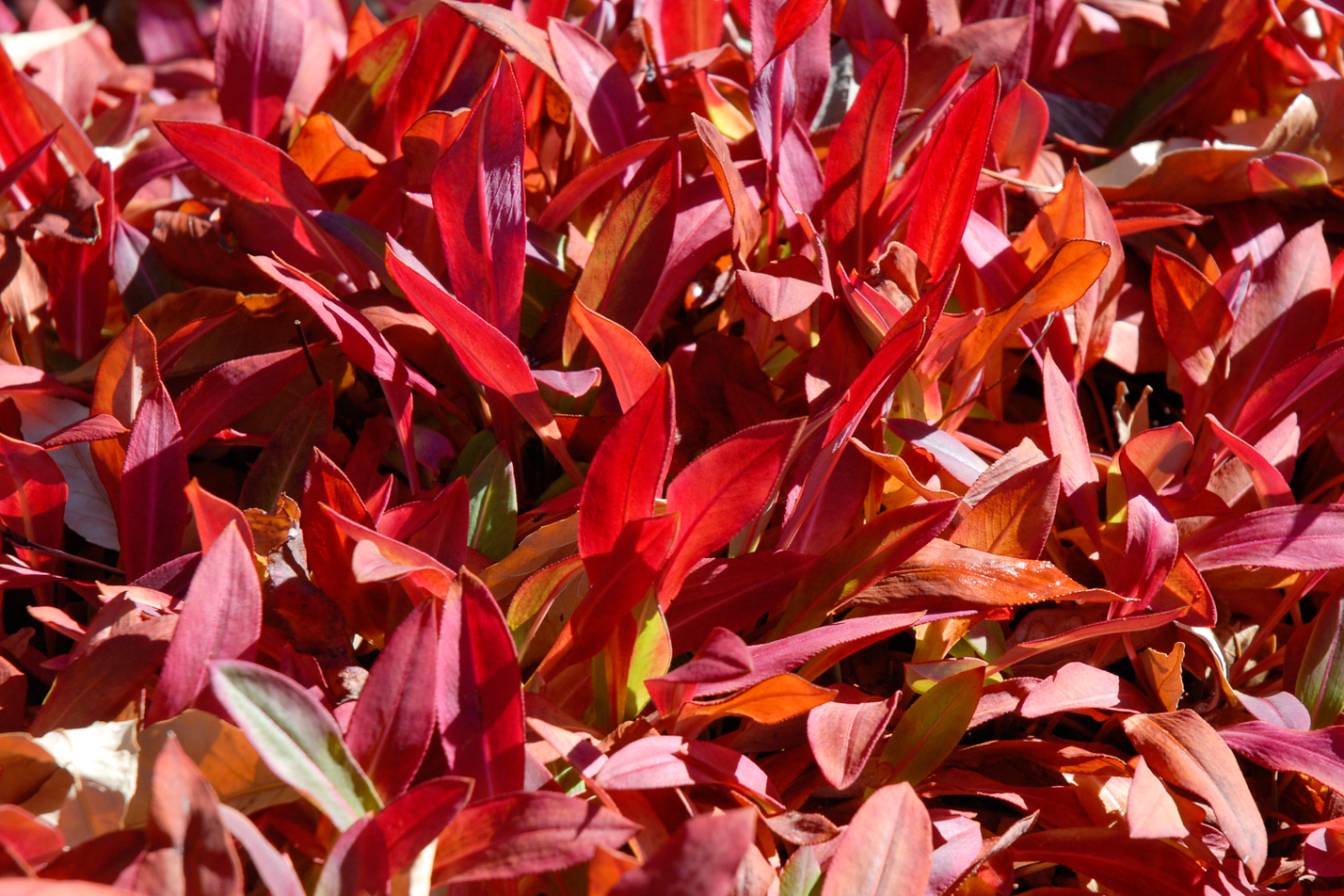 Himalayan Border Jewel